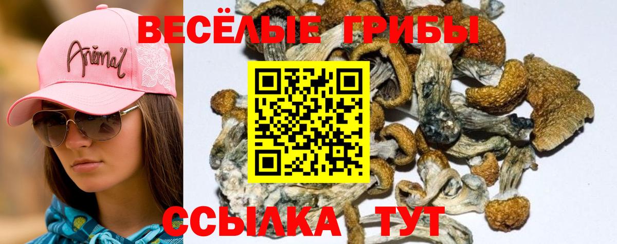 Псилоцибиновые грибы ЛСД Новокубанск